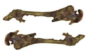 Best Buy Bones USA 9" Smoked Lamb Femur 25ct {L-1}395114