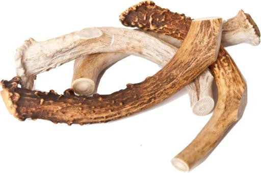 Best Buy Bones Inc. American Jumbo Elk Antler 9-11" Packaged {L+1} 395032