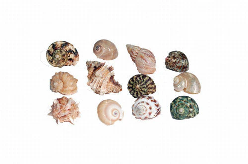 Florida Marine Research Natural Shell Terrarium Ornament Multi-Color MD - Image 2