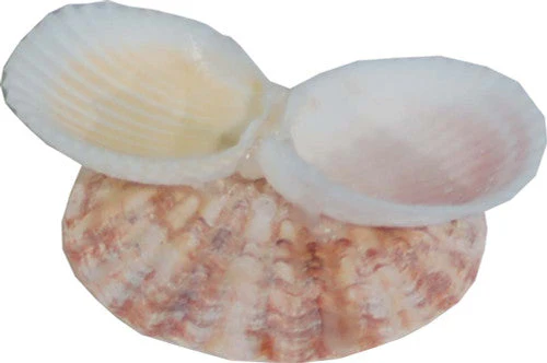 Florida Marine Research Shellfeeder Stand White, Brown - Image 2