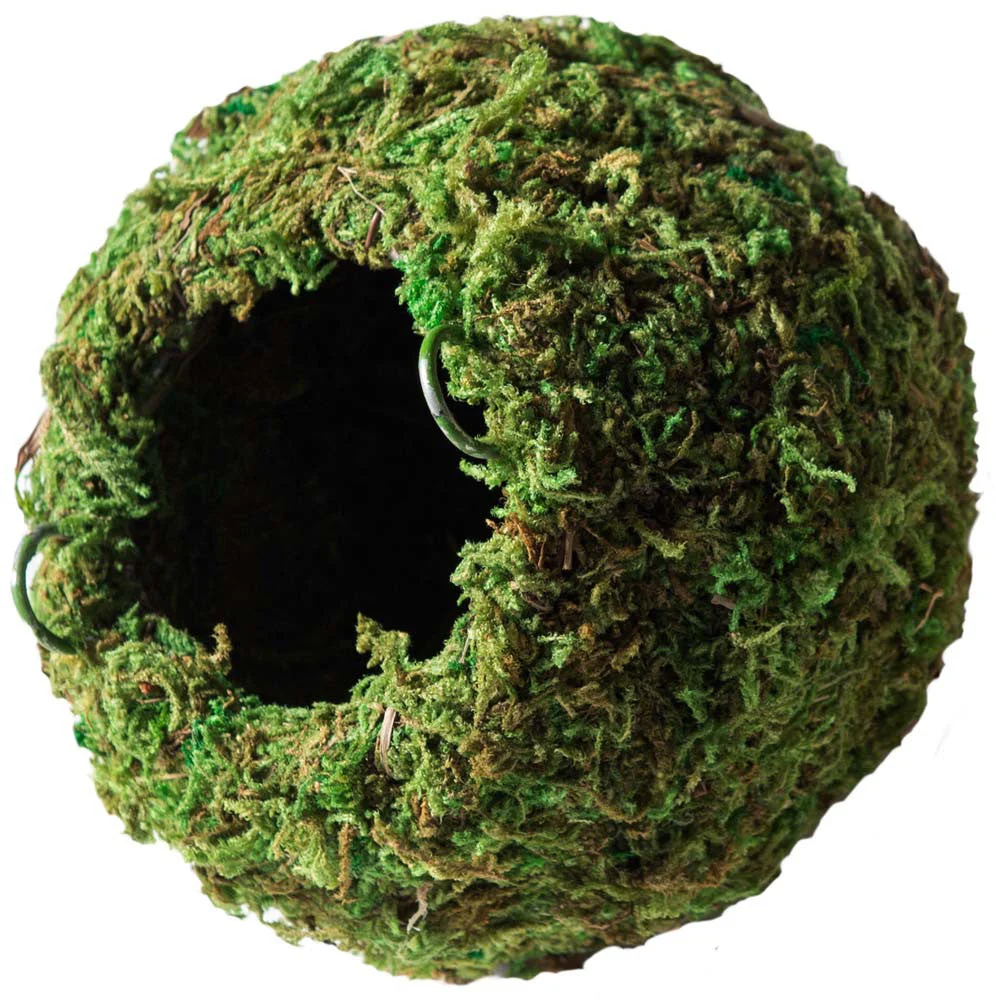 Galapagos Mossy Cave Terrarium Hideaway Fresh Green 4 in