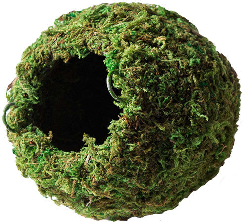 Galapagos Mossy Cave Terrarium Hideaway Fresh Green 6 in - Image 2