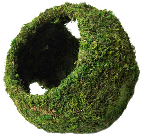 Galapagos Mossy Cave Terrarium Hideaway Fresh Green 8 in - Image 2