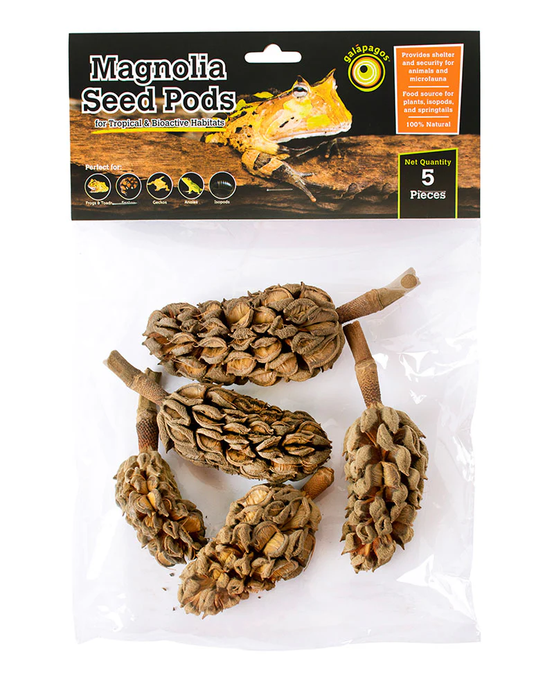 Galapagos Natural Magnolia Seed Pods 5 pk
