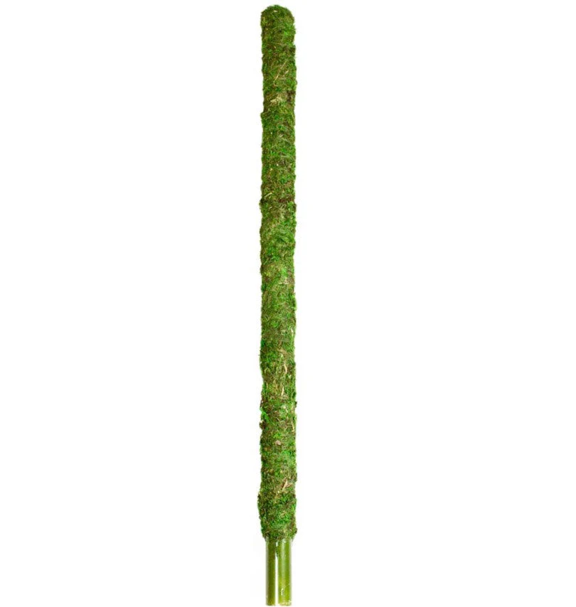 Galapagos Mossy Perch Terrarium Ornament Fresh Green 24 in