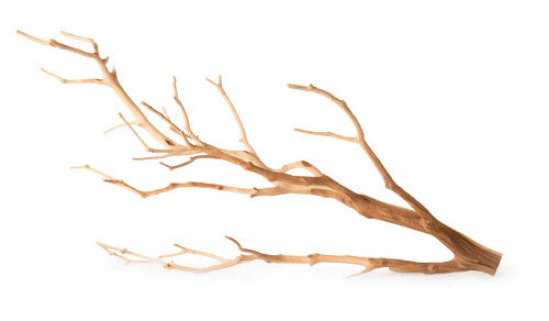 Galapagos Staghorn Wood Manzanita Branch Brown 13 Inches - 18 Inches - Image 2