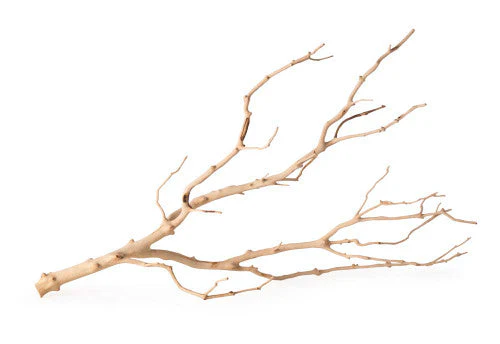Galapagos Staghorn Wood Manzanita Branch Brown 19 in - 24 in - Image 2