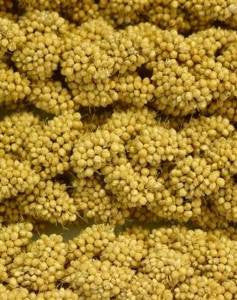 Higgins Spray Millet 12Ct {L-1}466557