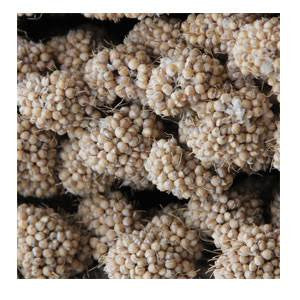 Higgins Spray Millet 25lb {L-1}466058 - Image 2