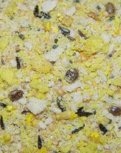 Higgins Protein Egg Food 20lb {L+1}466709