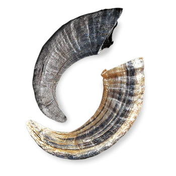 Iclnd D Lmb Horn Bulk 24ct{L-x}-24 - Image 2