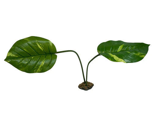 Komodo Guiana Plant Jumbo - Image 2