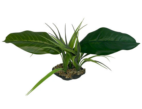 Komodo Woodland Canopy Plant 42cm - Image 2
