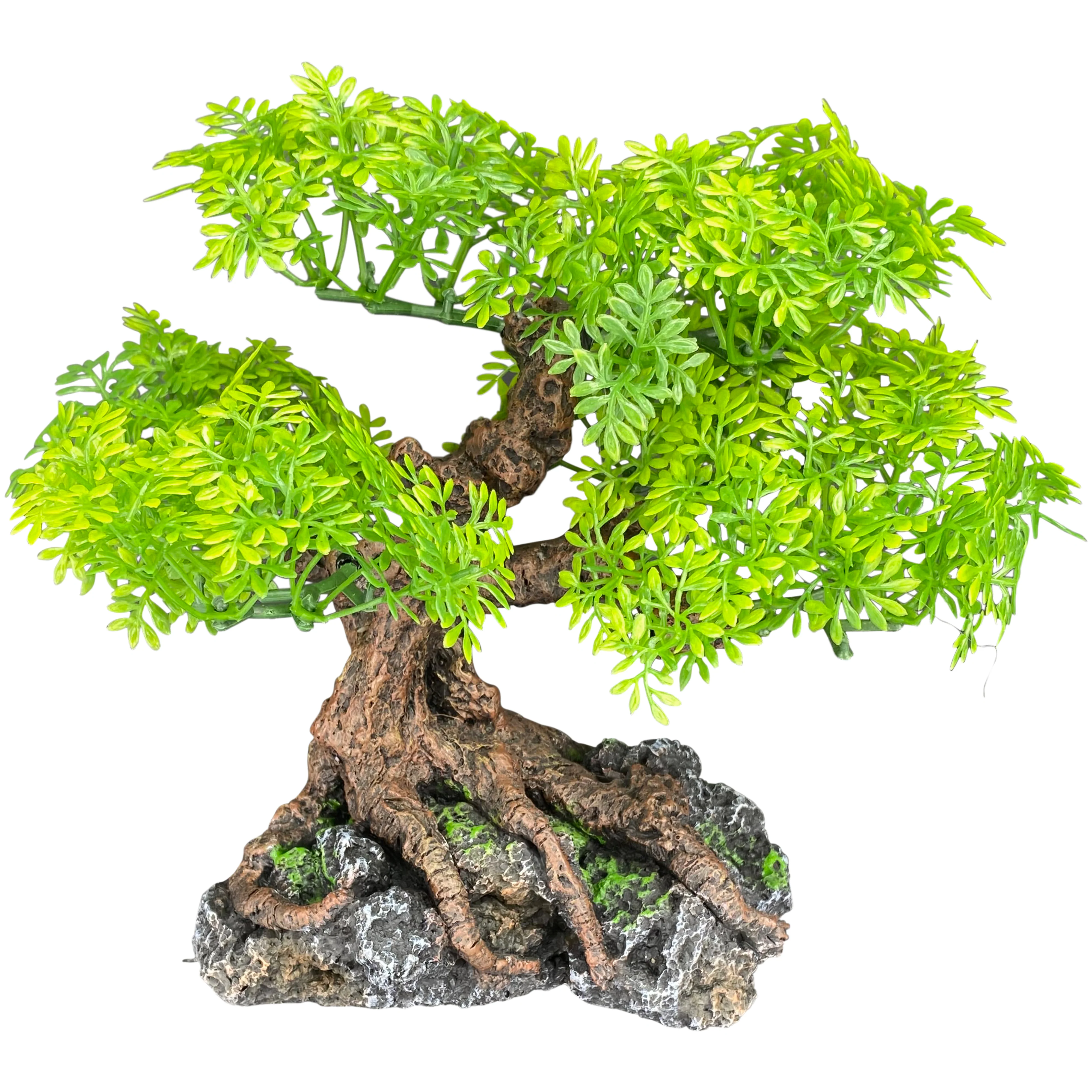 Komodo Bonsai Tree 17 in