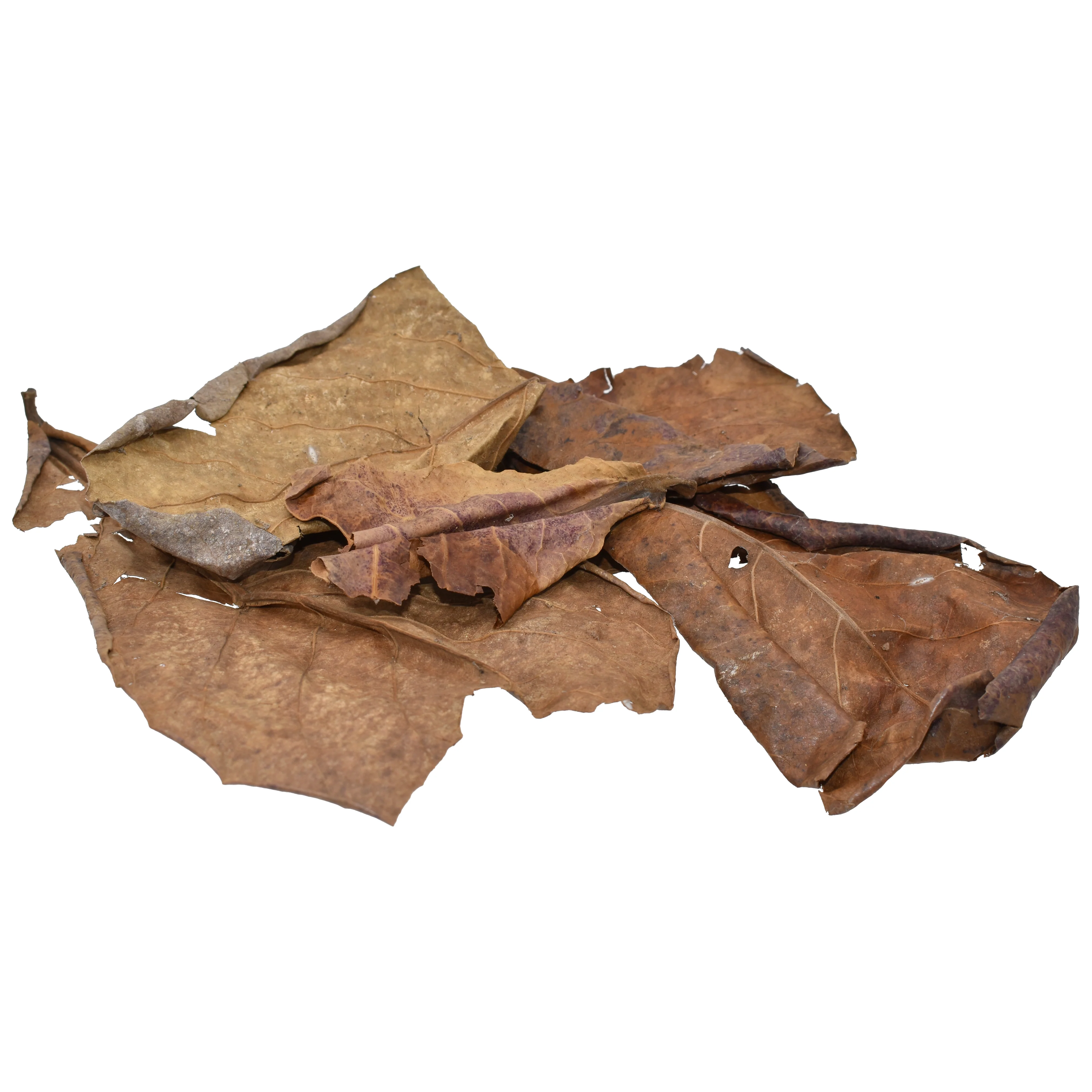 Komodo Dried Oak Leaves .98 oz