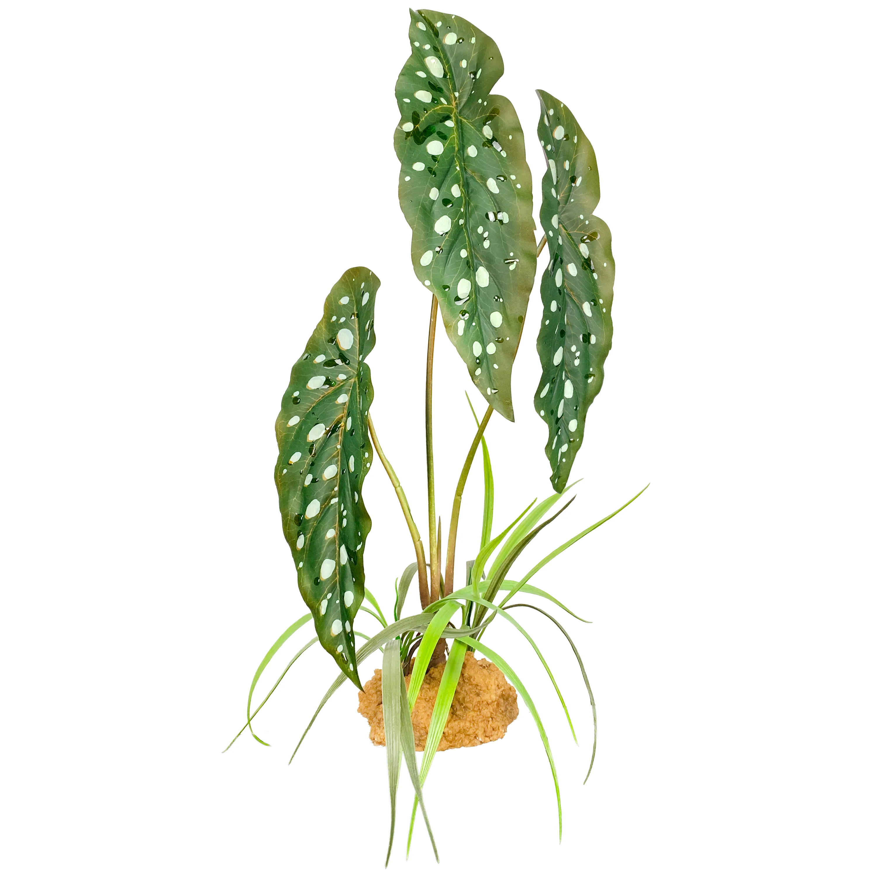 Komodo Standing Plant Spotted Begonia 18 in