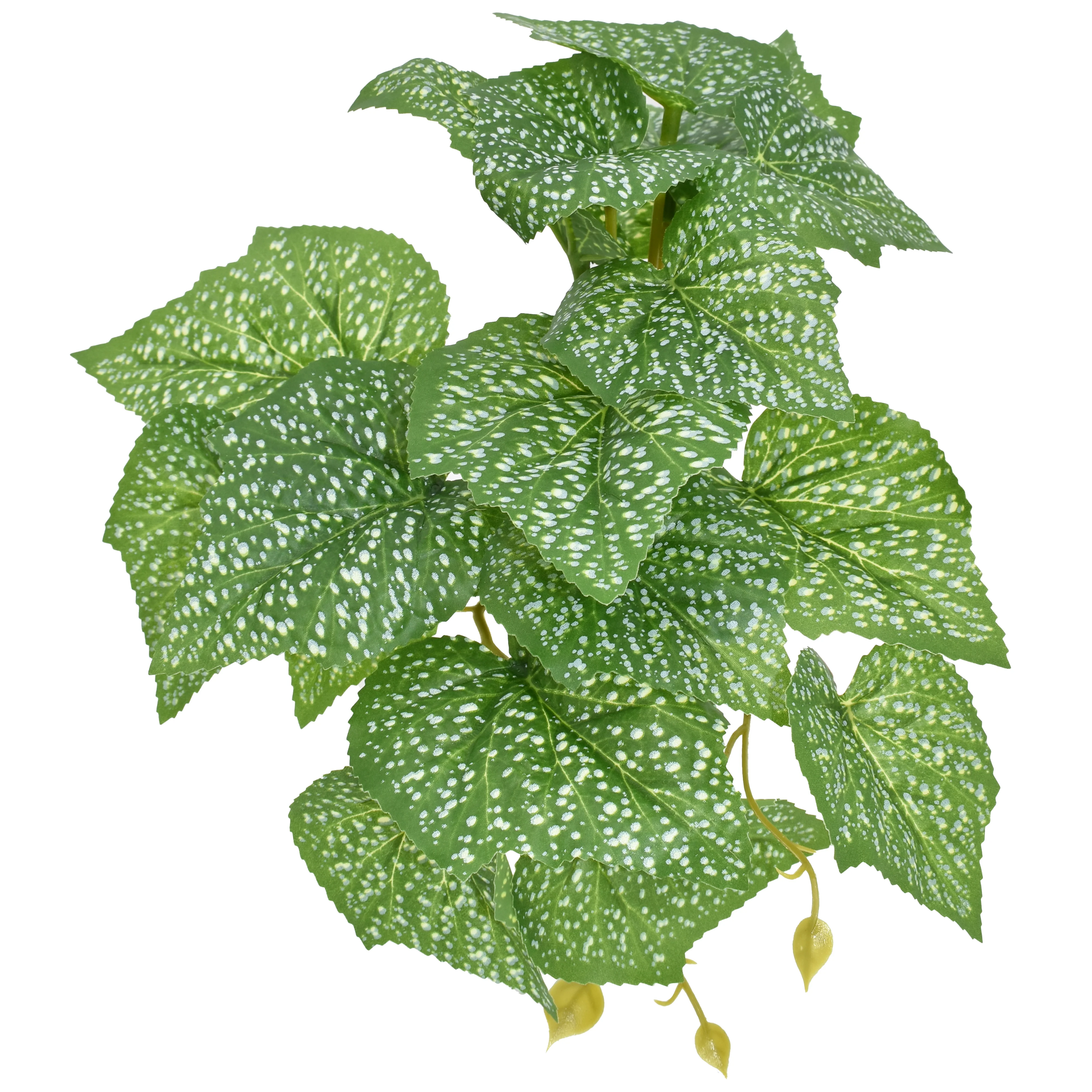 Komodo Standing Spotted Pothos Plant 5 in