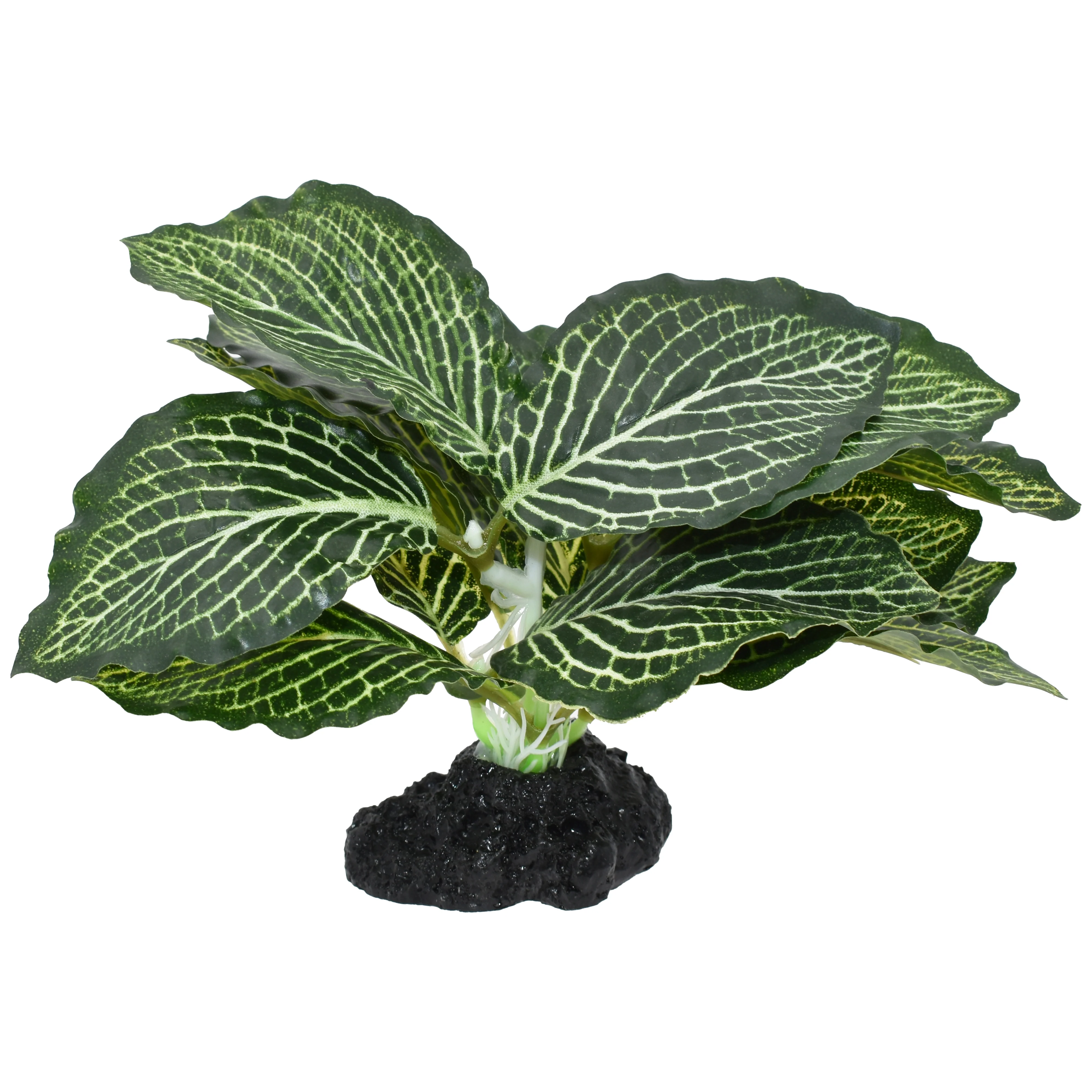 Komodo Standing Vein Plant 4 in