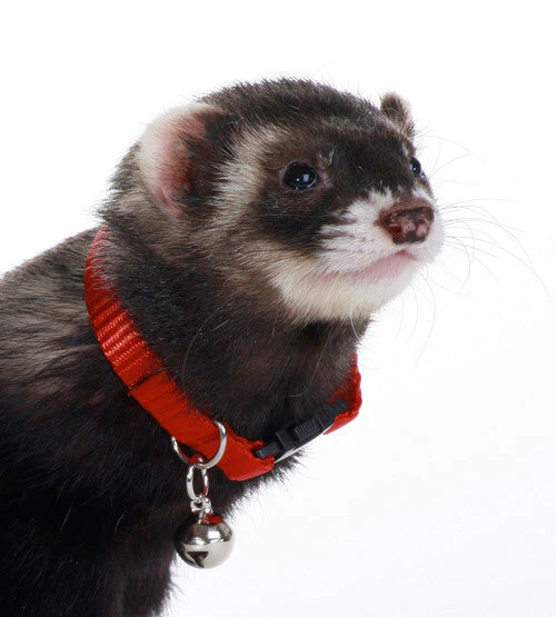 Marshall Ferret Bell Collar Red 3/8 in - Image 2