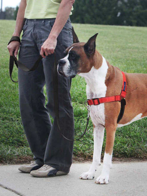 PetSafe Deluxe Easy Walk Steel Dog Harness Black/Rose LG - Image 2