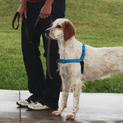 PetSafe Deluxe Easy Walk Steel Dog Harness Black/Ocean MD - Image 2