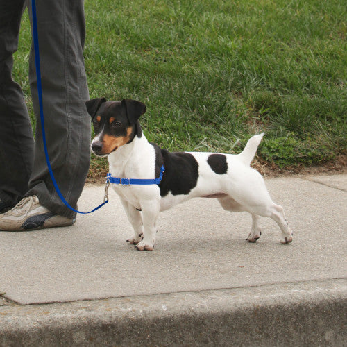 PetSafe Deluxe Easy Walk Steel Dog Harness Black/Ocean SM - Image 2