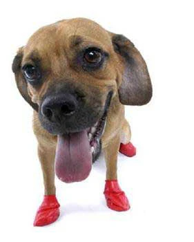 Pawz Dog Boots 12 pk. Small {L+1x} 975103 - Image 2