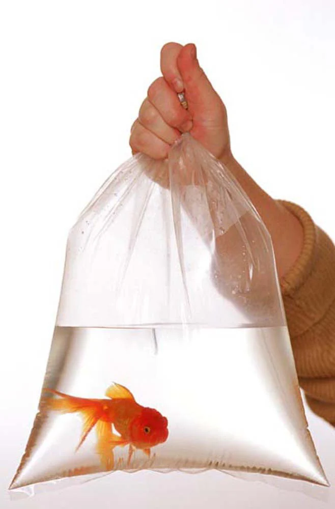 Rutan Poly Industries Fish Bags Clear 2mm 9 InchesX 15 Inches, 1000 Bag