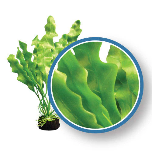 Weco Freshwater Pro Series Amazon Ruffled Sword Aquarium Plant Green 6 in - Image 2