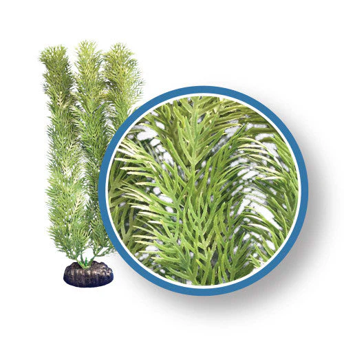 Weco Freshwater Pro Series Cabomba Aquarium Plant Green 6 in - Image 2