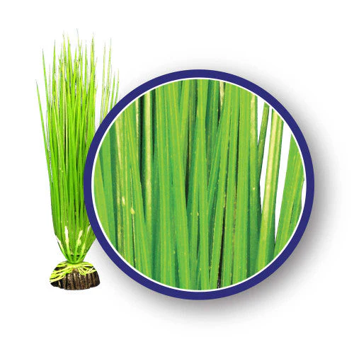 Weco Freshwater Series Asian Hairgrass Aquarium Plant Green 9 in - Image 2