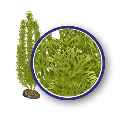 Weco Freshwater Series Foxtail Aquarium Plant Green 6 in - Image 2