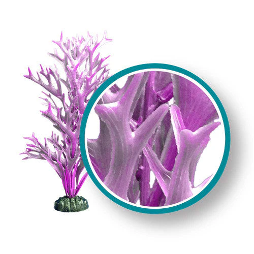 Weco Marine Pro Series Giant Kelp Aquarium Plant Purple 9 in Giant - Image 2
