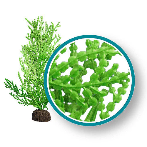 Weco Marine Pro Series Giant Halimeda Aquarium Plant Green 18 in - Image 2