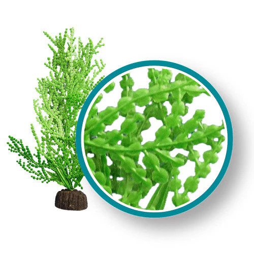 Weco Marine Pro Series Giant Halimeda Aquarium Plant Green 6 in - Image 2