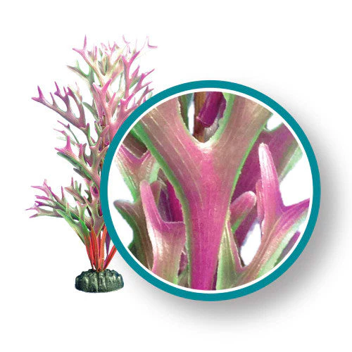 Weco Marine Pro Series Giant Kelp Aquarium Plant Red 12 in Giant - Image 2