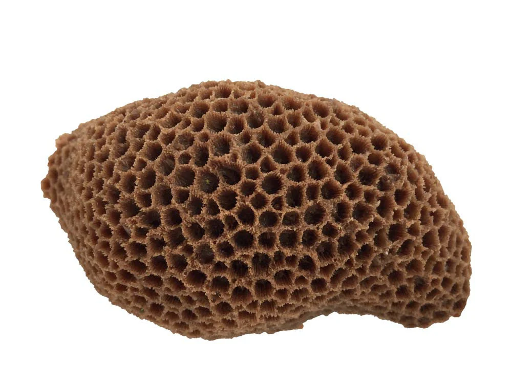 Weco South Pacific Coral Brain Ornament Brown MD