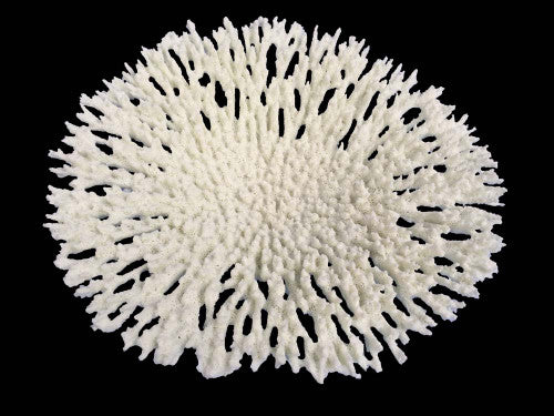 Weco South Pacific Coral Round Tabletop Ornament White LG - Image 2